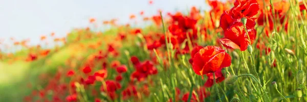 Webbanner Rotes Mohnblumenfeld Auf Hügel Hintergrund Frühling — Stockfoto