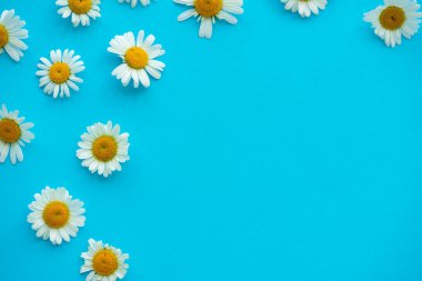Daisy deseni. Mavi arka planda papatya çiçeklerini çerçevelet. Düz yatıyordu. Üst görünüm.