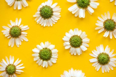 Daisy deseni. Yazın arka tarafında sarı arka planda papatya çiçekleri. Düz yatıyordu. Üst görünüm.