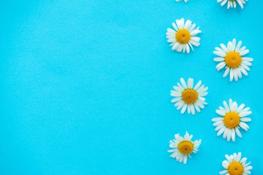Daisy deseni. Mavi arka planda papatya çiçeklerini çerçevelet. Düz yatıyordu. Üst görünüm.