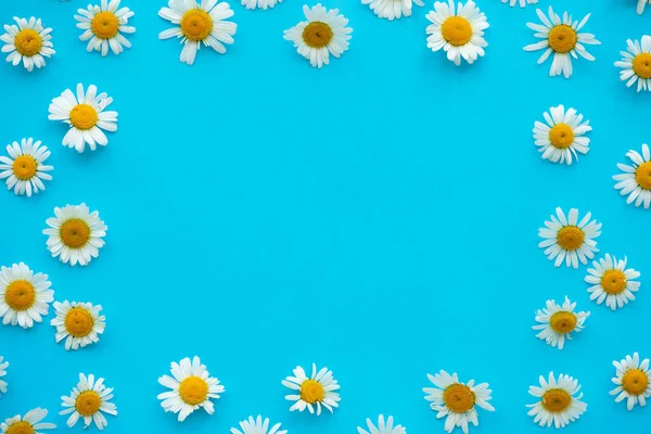 Daisy pattern. Frame from summer chamomile flowers on blue background. Flat lay. Top view.