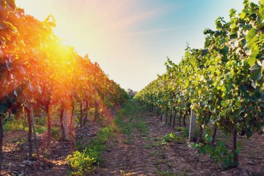 Yaz bağında gün batımında