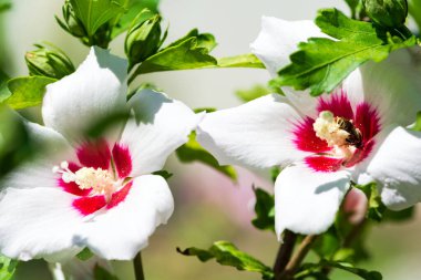 Beyaz amber çiçeği (Hibiscus gülü sinensis) çözünmüş yeşil yaprak arka planına karşı