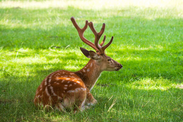 Noble deer male lying in green summer field. Wildlife background