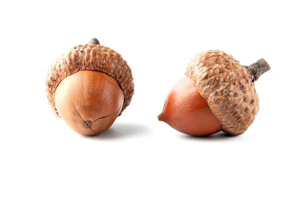 Two Oak Acorns Isolated White Background Stock Image