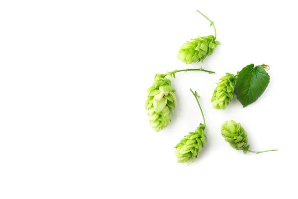 Cônes Houblon Isolés Sur Fond Blanc Vue Dessus — Photo