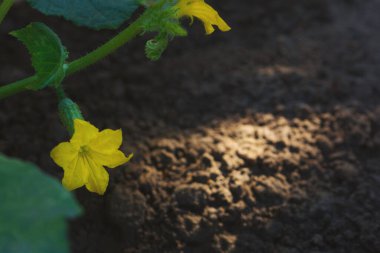 Yerde sarı çiçekli genç bir salatalık. Yaz yemekleri konsepti