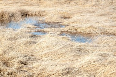 Otlar ve su büyük Tuz Gölü, manzara arka plan.