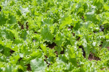 Taze yeşil karıştırdı kenar marul bahçede.