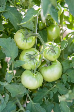 Bahçede büyüyen asma üzerinde yeşil domates.