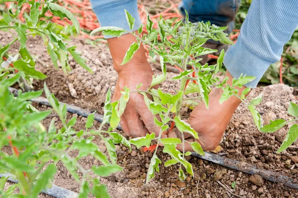 Mains Plantant Une Plante Tomate Dans Jardin Photo De Stock