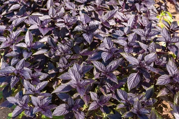 Background Purple Basil Leaves Plants Stock Image