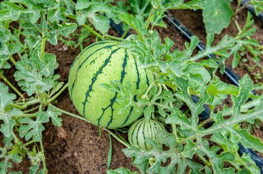 Taze kavun bir alana çekilmesi için bekliyor.
