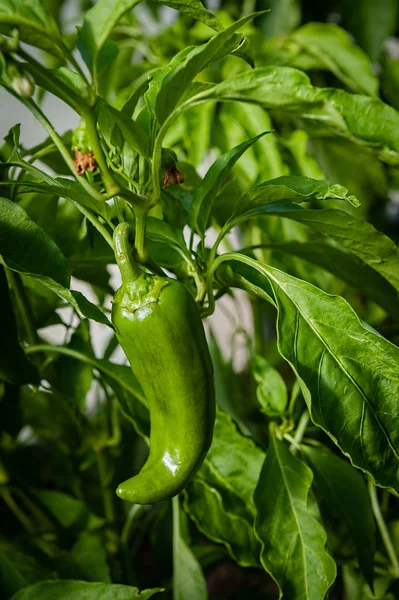 Jalapeno Verde Pimenta Amadurecendo Videira Fotografias De Stock Royalty-Free