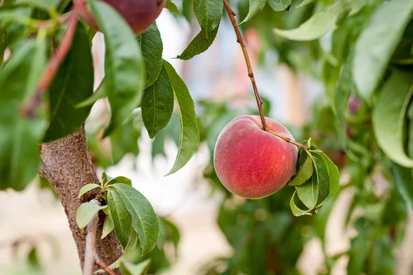 Close View Peach Tree Hanging Branch Stock Picture