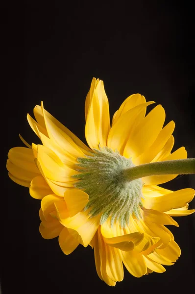 Flor Dourada Virada Lado Traseiro Sensual Uma Flor Cor Amarela Fotografia De Stock