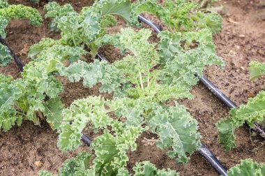 Bahçede yeşil lahana bitkilerin satırları.