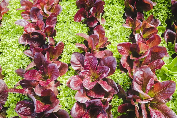 Alternating rows of red leaf and green leaf lettuce in the garden.