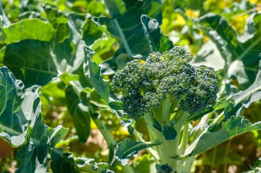 Tam güneş brokoli fabrikasında bir yan görünüm.