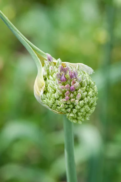 Knoflook Scape Bloem Verticale Afdrukstand — Stockfoto