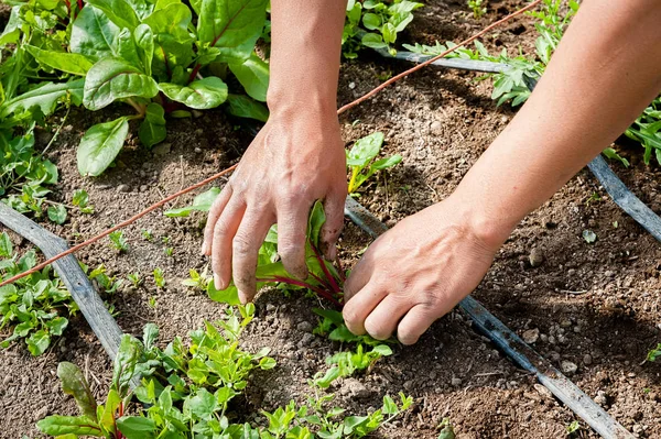 Man Pulls Removes Weeds Chard Plant Garden — Stock Photo, Image