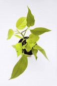 Ház növény (borostyán arum), felülnézet, fehér háttér