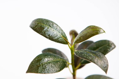 Bitki (ficus veya aspidistra) damla su, yan görünüm, yakın çekim