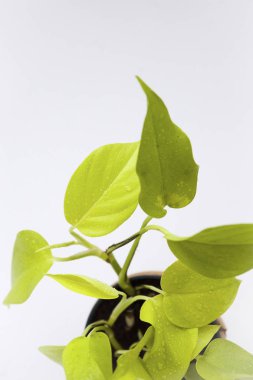 Ev tesisi (Ivy arum), üstten görünüm, beyaz arka plan 