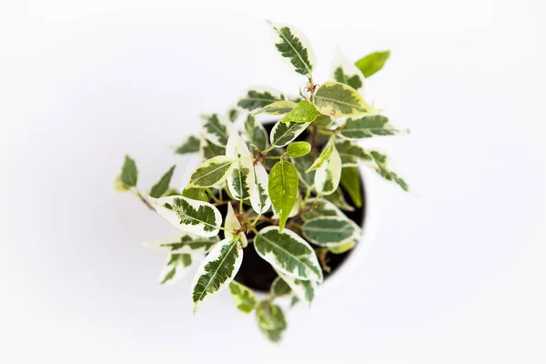 Alacalı Yaprakları Beyaz Arka Plan Ile Ficus Bitki Yakın Çekim — Stok fotoğraf