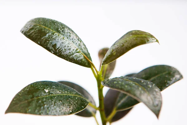Bitki (ficus veya aspidistra) damla su, yan görünüm, yakın çekim