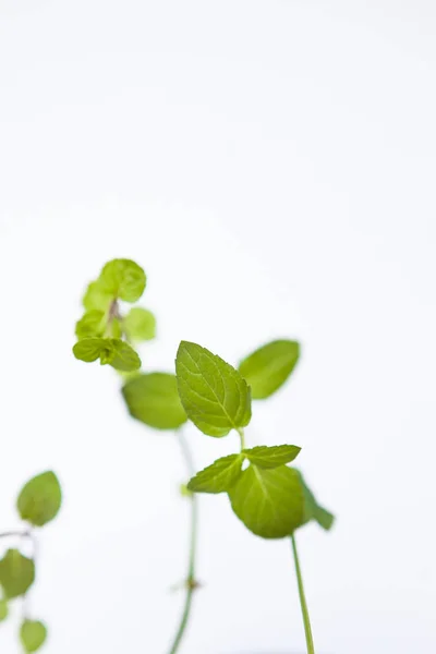 Leaves of house plant (mint), close up, white background
