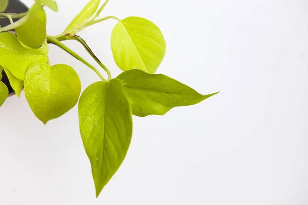 House Plant Ivy Arum Top View White Background — Stock Photo, Image