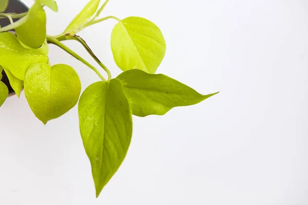 Ev tesisi (Ivy arum), üstten görünüm, beyaz arka plan 