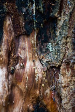 Koyu kabuk çam ile böylece