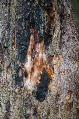 Koyu kabuk çam ile böylece