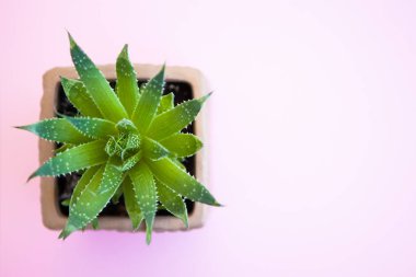 Pembe arkaplan üzerinde yeşil bitki, metin için boşluk, düz yatıyordu