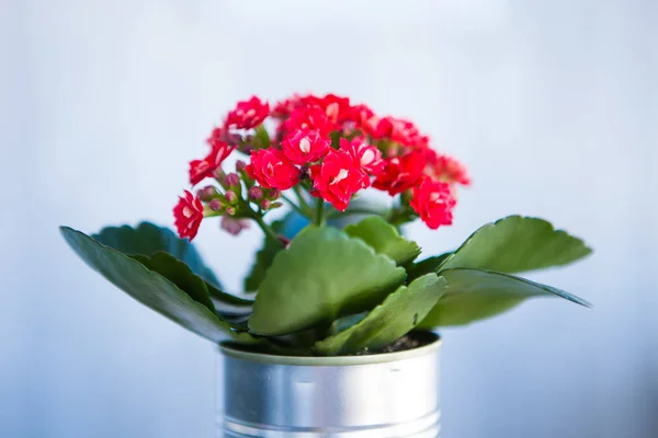 Red flower in craft  pot