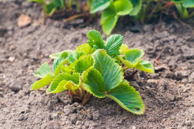 Bahçede çilek yaprakları