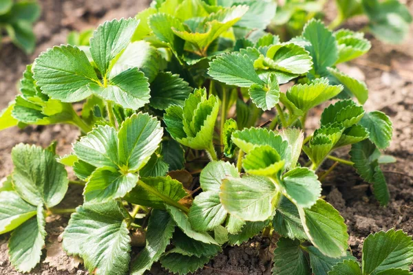 Bahçede çilek yaprakları