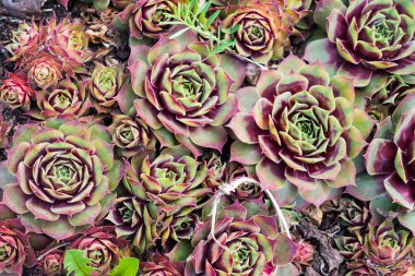 Houseleek bahçede, yakın