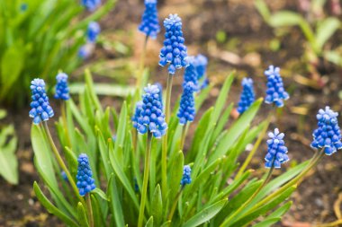 Muscari (mavi çiçekler) bahçede
