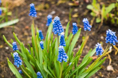 Muscari (mavi çiçekler) bahçede