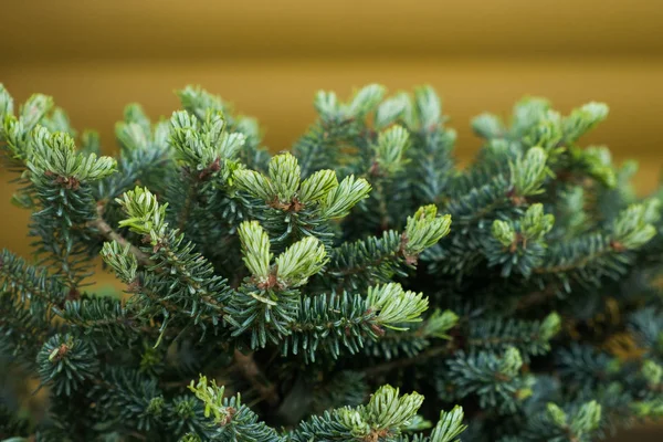 Green pine or silver fir, close up