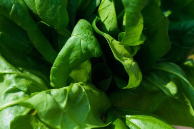 Ispanak yaprakları, yakın 