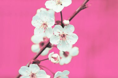 Pembe arka planda beyaz çiçekler