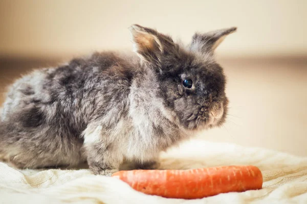 Fluffy gray rabbit and carrot