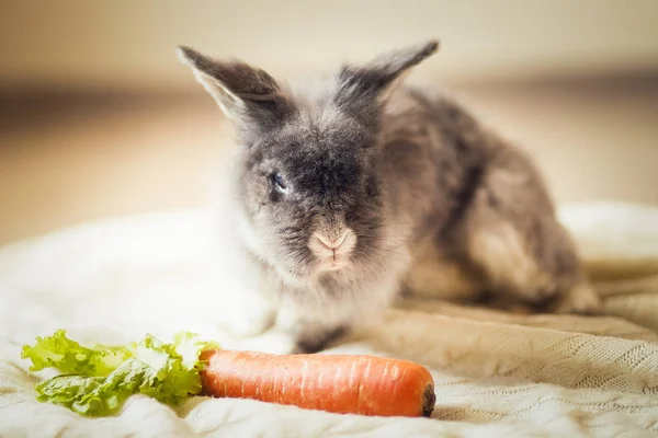 Fluffy gray rabbit and carrot