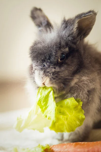 Conejo Gris Esponjoso Comer Verduras —  Fotos de Stock