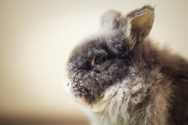 Пушистый Серый Кролик Закрой — стоковое фото