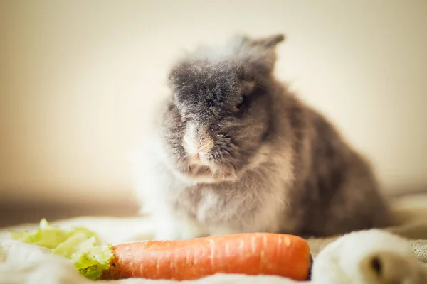 Flauschiges Graues Kaninchen Und Karotte — Stockfoto